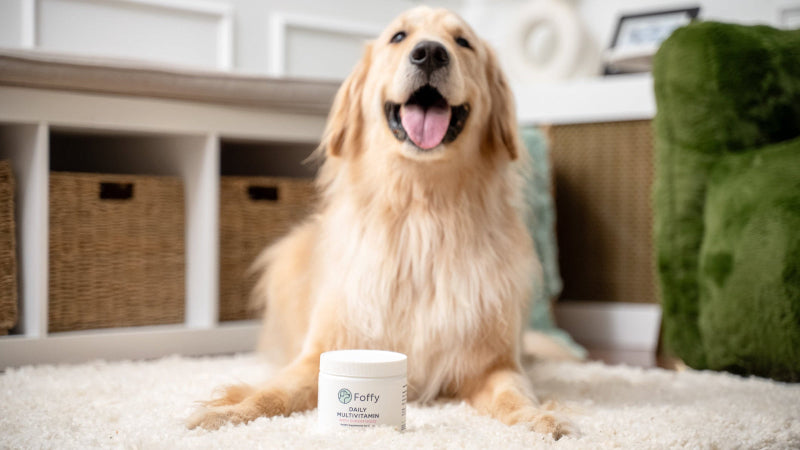 Happy golden retriever sitting next to a container of Foffy on a carpeted floor.