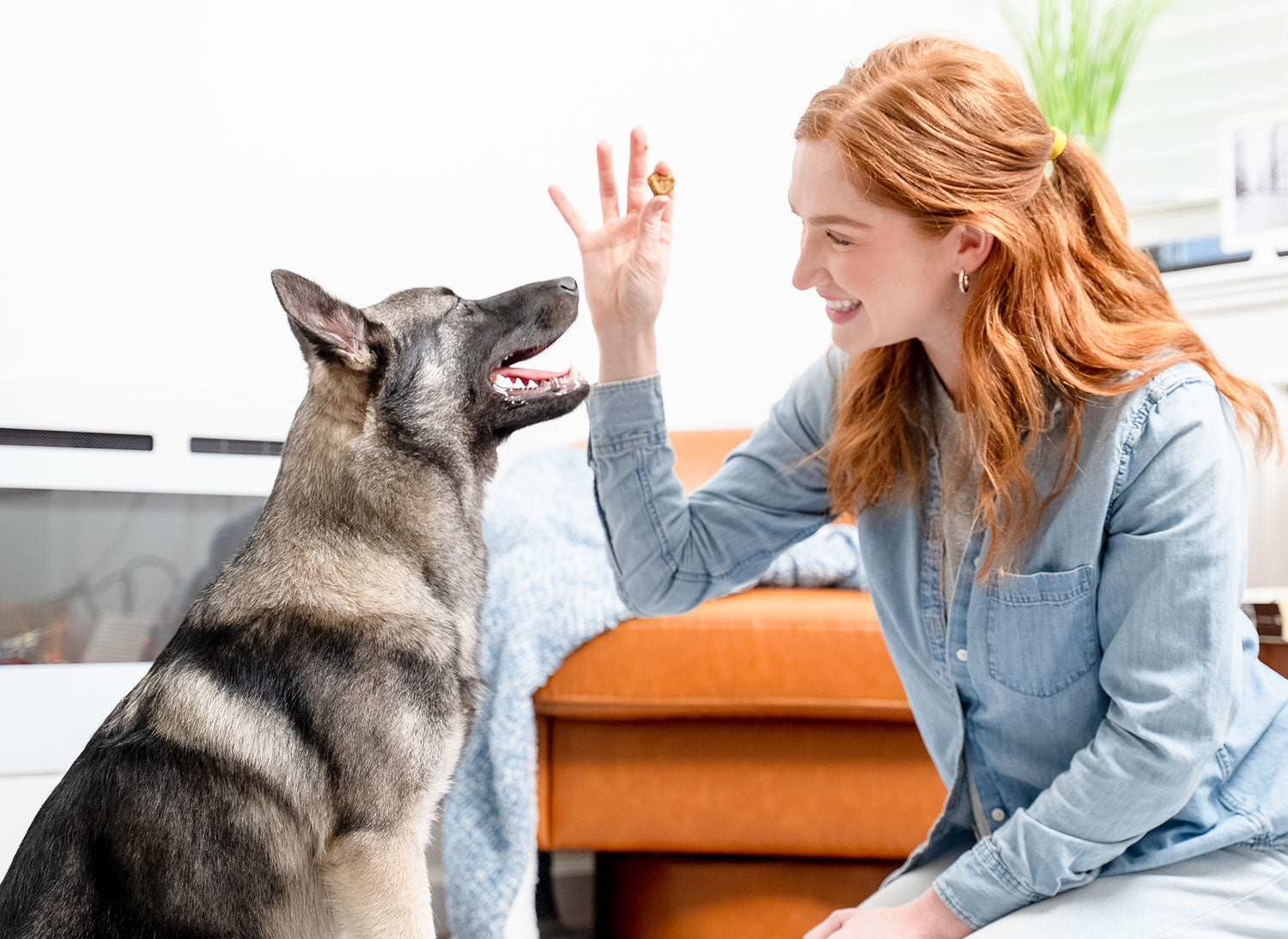 Your Dog Deserves The Best
