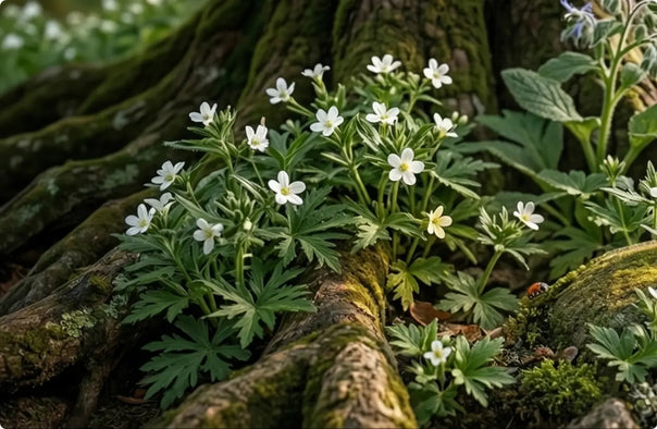 Ahiflower Oil